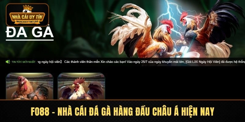 FO88 - Nhà cái đá gà hàng đầu châu Á hiện nay